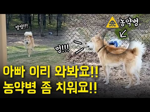 실수로 농약통을 마당에 방치했더니 치우라고 난리 난 진돗개들