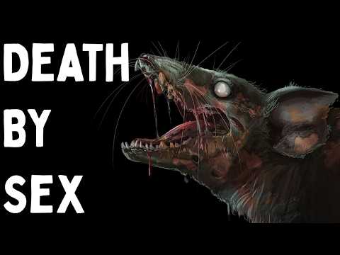 The Mammal That Dies After Getting Laid