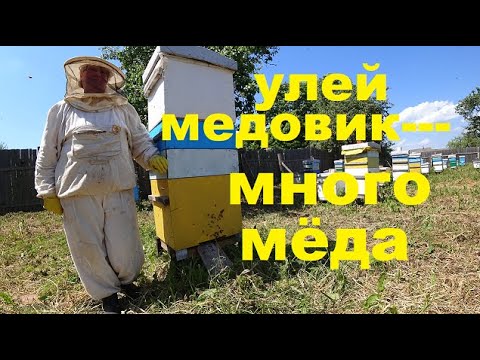 Как Взять Много Мёда на Главном Взятке?  Семьи Медовики
