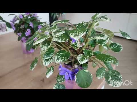 Обзор фиалок трейлеров весной. Сорта. Особенности. Выращивание.