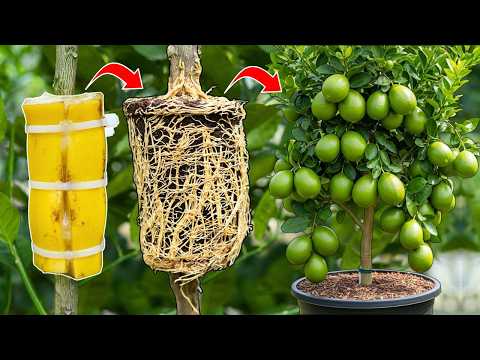 🌿I Used Banana Power to Grow a Lemon Tree in 1 Month🍌