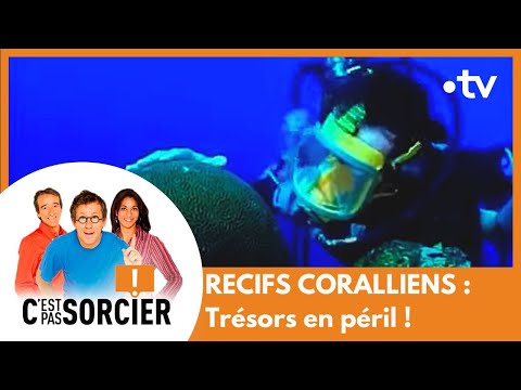 RECIFS CORALLIENS : Trésors en péril ! - C'est pas sorcier [Intégrale]