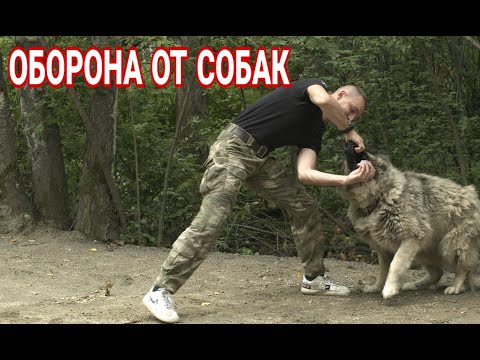 Как защититься от нападения собаки