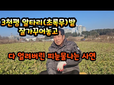 The shocking story of a farmer who planted 3,000 pyeong of green radish, but was unable to harves...