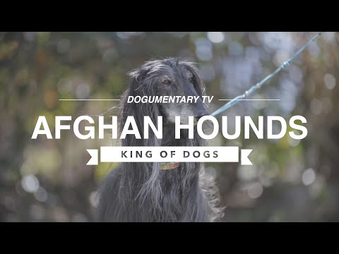 ALL ABOUT AFGHAN HOUNDS: THE DESERT HUNTER