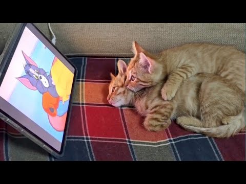 When Cats Are Being Total Little Humans 😂 Cat and Humans