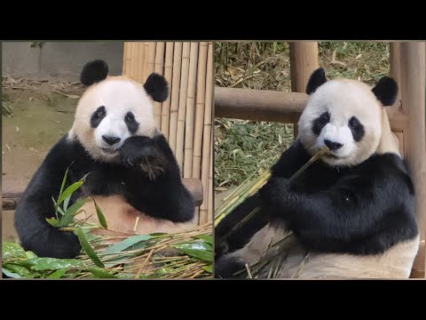 2025.11.25 에버랜드 사랑이와 기쁨이♡