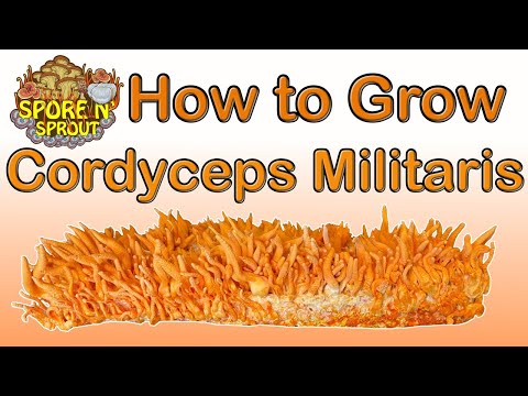 How to Grow Cordyceps Militaris Full Tutorial