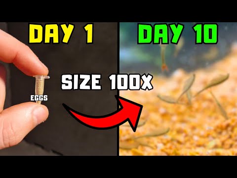 I Hatched and Raised a 350 Million Years Old Living Fossil...