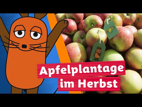 Wie werden Äpfel geerntet? | Die Maus | WDR