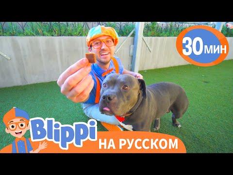 Блиппи в приюте для животных 🐵🐱 | Блиппи на русском