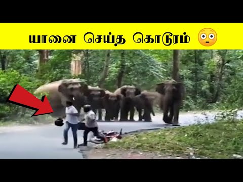 யானை ஒரு மோசனா விலங்கு 🐘