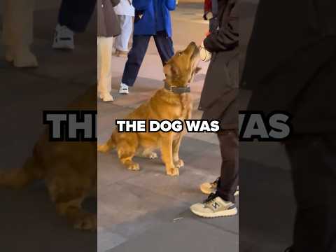 The owner SAVED His Dog! 🐶 #shorts