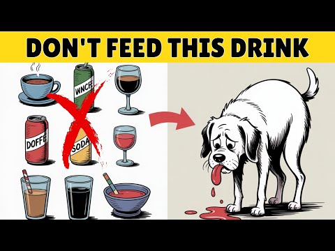 Top 11 Drinks That Are POISONING Your Dog