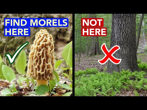 Good Morel Habitat Vs. Bad Morel Habitat