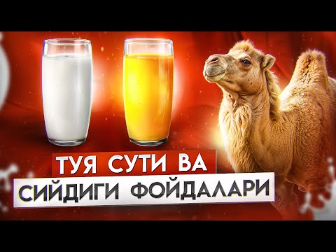 Туя сути ва сийдиги | Доктор Гулбаҳор
