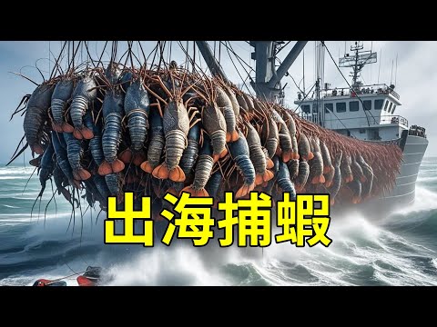 出海捕撈“龍蝦”,收放800個蝦籠是怎樣的體驗?