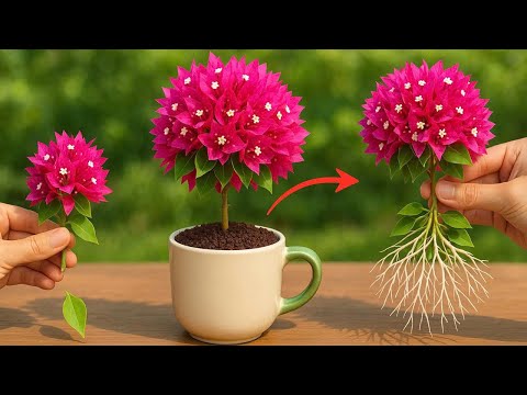 Just Coffee! Bougainvillea Branch Suddenly Grows 999% Roots Overnight