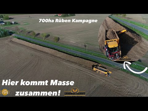 Hier kommt Masse zusammen! 700ha Rübenkampagne in MV mit VREDO Selbstfahrer - Rüben Bunker Aufbau