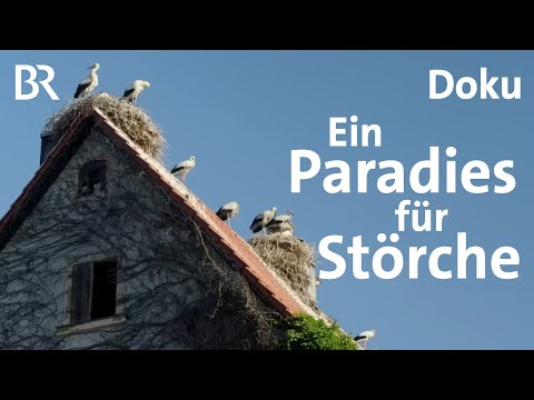 Die Storchenhauptstadt im Aischgrund | Versteckte Paradiese | Bayern erleben | Doku | BR | Störche