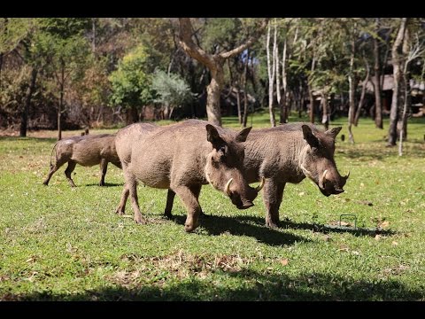 VICTORIA FALLS WALKING SAFARI
