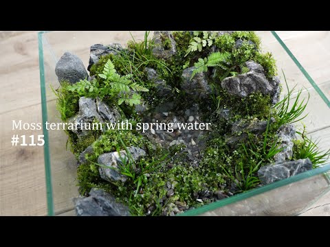 湧き水のある苔テラリウムの作り方#115