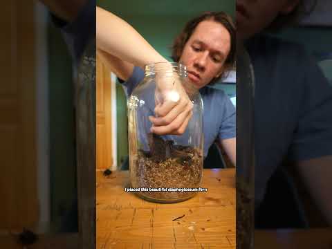 this pickle jar terrarium will outlive me (1 year update)