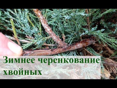 Winter cutting coniferous 2
