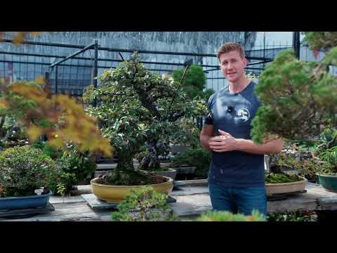 Bonsai techniques: Branch selection and preventing inverse taper by Bjorn Bjorholm