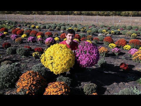 Secrets and Techniques for Huge Chrysanthemum Balls (Answers to Questions)