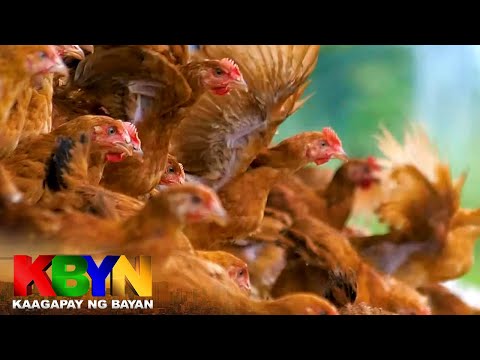 KBYN: Paano pinalalaki ang mga free-range chicken?