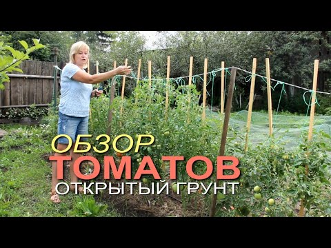 Обзор ТОМАТОВ в открытом грунте на начало июля! Советы от ЗЕЛЕНОГО ОГРОДА!