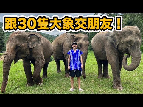 泰國大象保護區體驗營!在美麗山谷被自由的大象包圍~大象群架驚險激烈場面直擊!