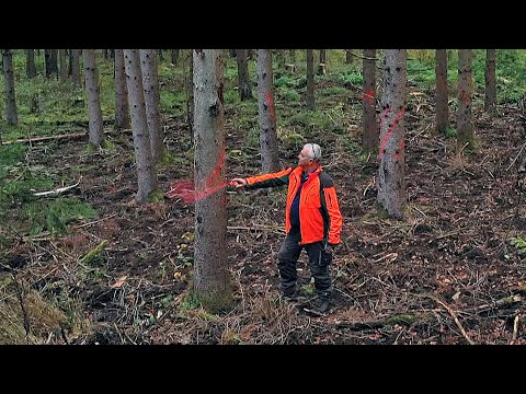 Bäume im Klima-Stress: Wie sieht der Wald der Zukunft aus? (SPIEGEL TV für ARTE Re:)