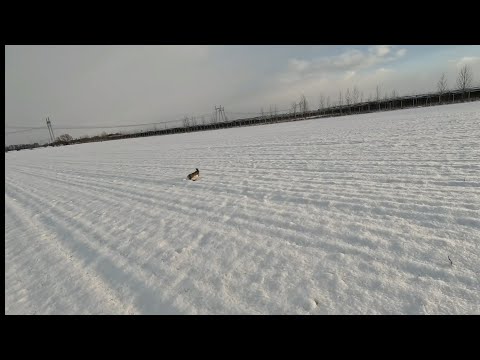 ЗАЙЦЫ выпрыгивают как бешенные.6 зайцев за два часа охоты.#охотанакубани #охотаназайца #охота