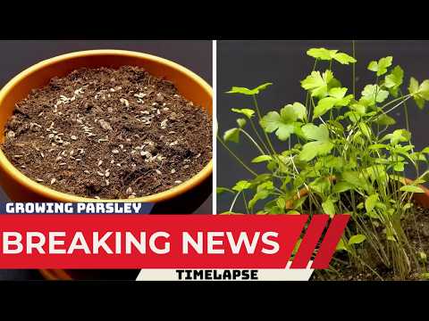 Growing Parsley From Seed to Plant | Time Lapse