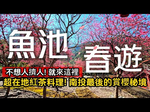 南投魚池❗最後賞櫻秘境🌸這裡不用人擠人｜好膽你就來❗日月潭最刺激的觀景台｜96歲老茶師帶你體驗日月潭紅茶｜品嘗農會餐廳紅茶飯｜魚池❌南投｜TAIWAN｜