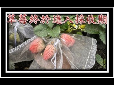 20250216草莓終於進入採收期了