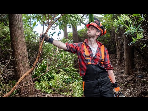 This Plant is Destroying Britain's Forests, and Here's Why.