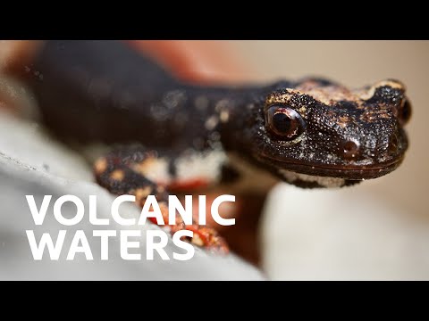 Creatures Of The Volcano