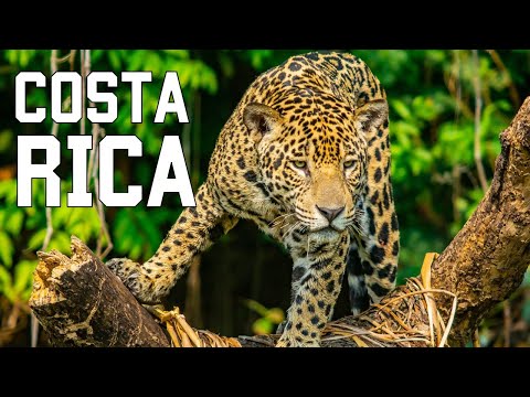 COSTA RICA SALVAJE | Criaturas esquivas y selvas inexploradas