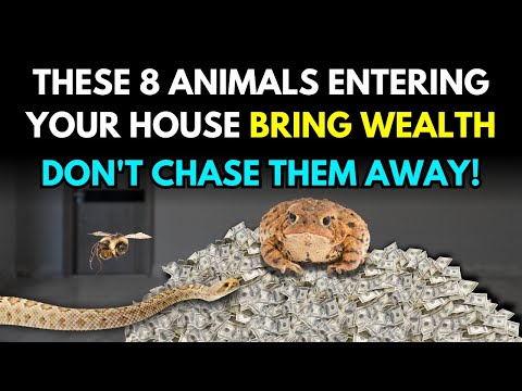 8 Animals That Bring Surprise Wealth to Any Home They Visit – Don’t Chase Them Away