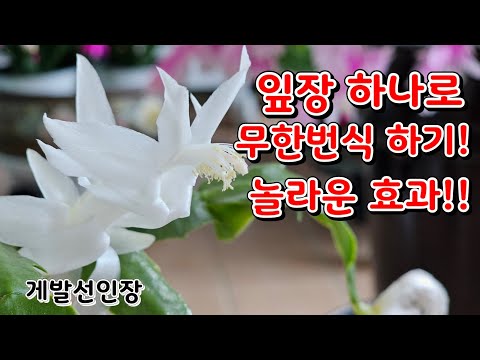 Infinite propagation with a single crab cactus leaf!!/ Amazing effect!!/ It propagated a lot~^^