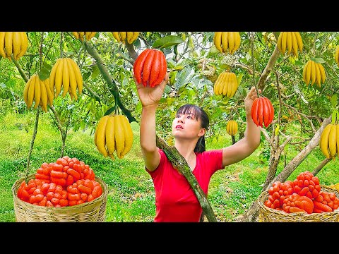 TIMELAPSE -- Harvest 1000+ Buddha's Hand Fruit, Go to Market Sell & Harvest Salad Greens