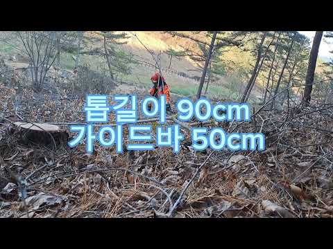 니키다 소나무 수확 간벌