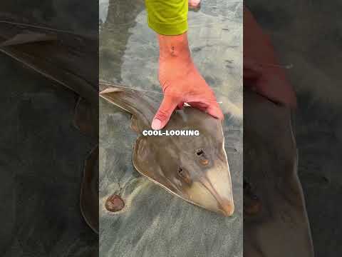 We Thought It Was a Monster…Is This a Pokémon?! #fishing