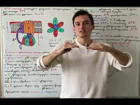 Окислительное фосфорилирование: АТФ-синтаза (F1-часть)