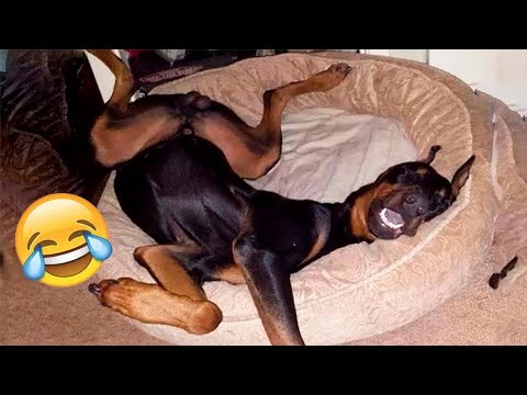 HILARIOUS DOGS Being Weird 🤪 NEW Funniest Dogs Video 2025 #20