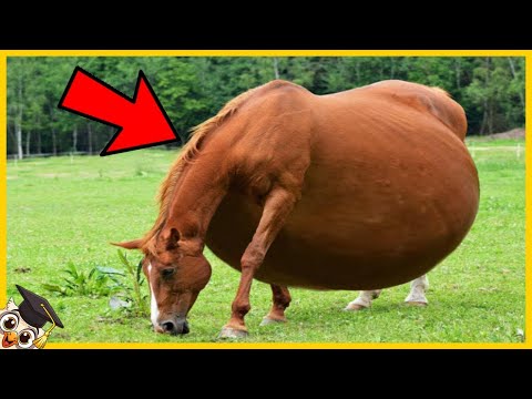 15 Baby Animal Births That Occur Only Once in a Thousand Years