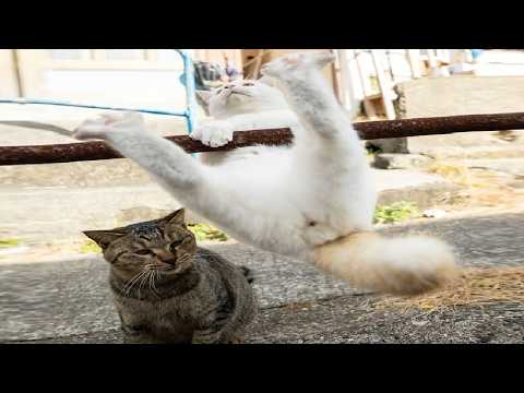 Funniest Cats and Dogs Videos 2025🐶🐱Try Not To Laugh😜